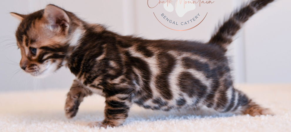 Bengal kitten for sale